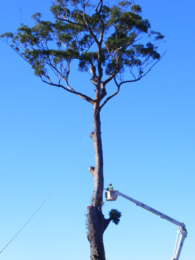 Professional Tree Lopping by Skyline Trees Professional Tree Lopping by Skyline Trees